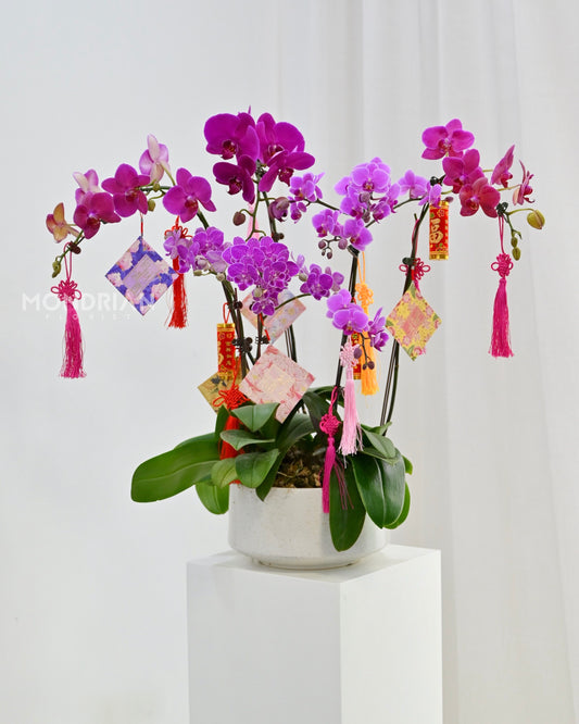 Purple Phalaenopsis Orchids arranged in white pots