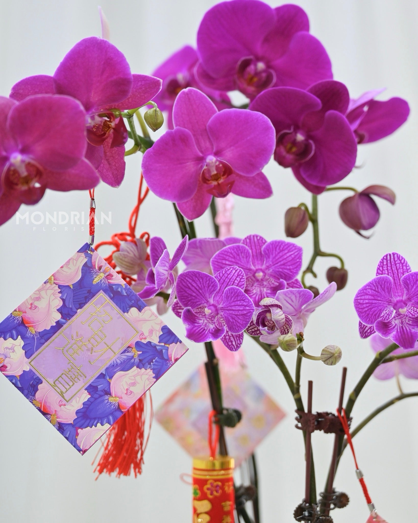 close up of Purple Phalaenopsis Orchids for chinese new year decor