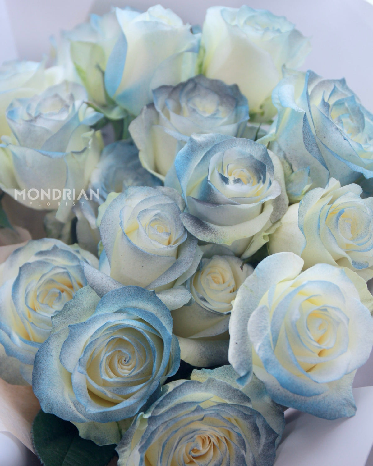 Blue Bucket Roses Dusty Blue Rose Bouquet Singapore – 19 Stalks – MondrianFlorist